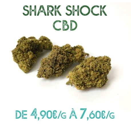 Shark Shock CBD en vente sur Marie-Jeanne d'Arc de 4,90€/g à 7,60€/g